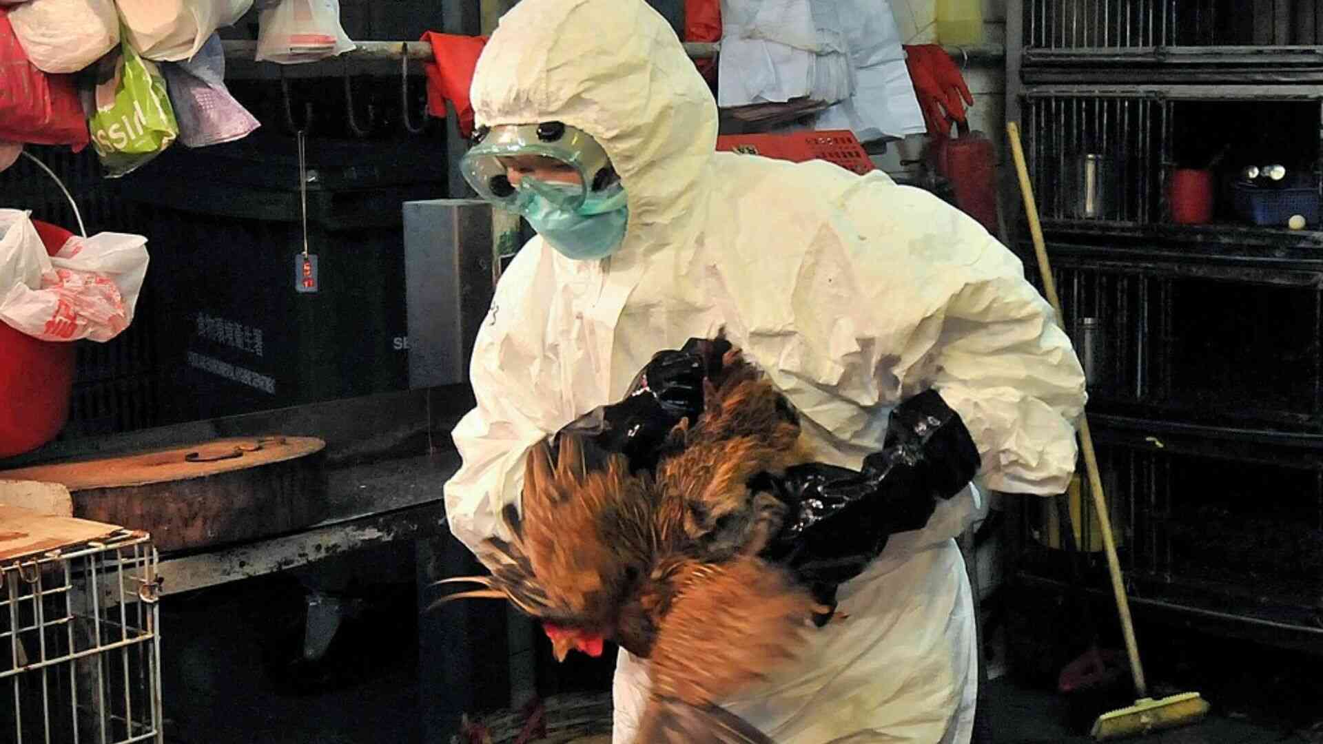 Photo of ICA ordena a alcaldes y gobernadores suspender peleas de gallo por influenza aviar