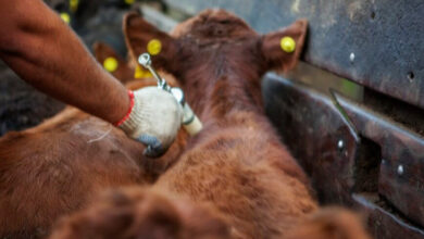 Photo of Córdoba alcanza el 99.6% de bovinos y bufalinos vacunados contra la fiebre aftosa
