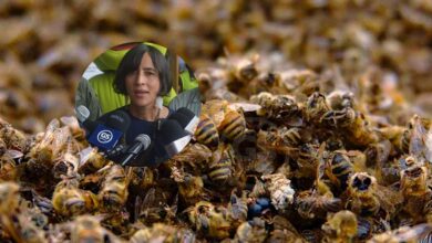 Photo of Pesticida sería causante de mortandad de abejas en Patio Bonito: MinAmbiente