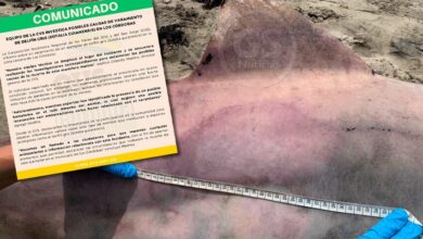Photo of CVS reporta varamiento de un delfín en Los Córdobas
