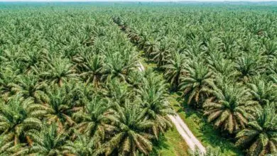 Photo of Cultivos de palma de aceite dispara empleabilidad rural
